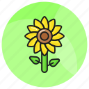 sunflower, flower, nature, floral, petals, helianthus, plant