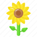 sunflower, flower, nature, floral, petals, helianthus, plant