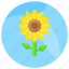 sunflower, flower, nature, floral, petals, helianthus, plant 