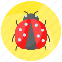 ladybird, ladybug, coccinellidae, bug, beetle, insect, animal
