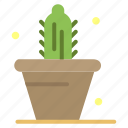 cactus, nature, pot, spring