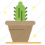 cactus, nature, pot, spring 