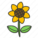 flower, nature, plant, spring, sunflower
