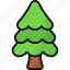 pine tree, conifer tree, nature, forest, wood 
