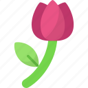 tulip, floral, plant, spring, flower, garden