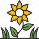 blossom, botanical, garden, gardening, sunflower