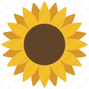 sunflower, spring, plant, flower, nature