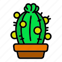 cactus, floral, flower, home, pot