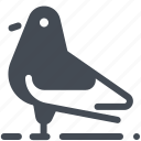 bird, pigeon