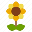 flower, gardening, holiday, summer, sunflower