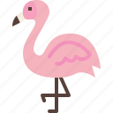 animal, bird, flamingo, season, summer, tropical