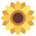 sunflower, flowers, sun, gardening, garden