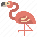 animal, bird, flamingo, flamingos, kingdom, wildlife, zoo
