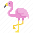 animal, bird, flamingo, summer