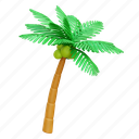 palm tree, coconut tree, tropical, islands, coconut 