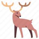 deer, forest, nature, wildlife, animal, horns 