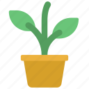 plant, pot, growth, grow, plants