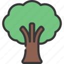 tree, plant, growth, nature