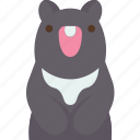 bear, animal, wildlife, forest, taiwan