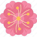 blossom, plum, meihua, flower, taiwan