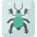 beetle, insect, arthropod, specimen, collection