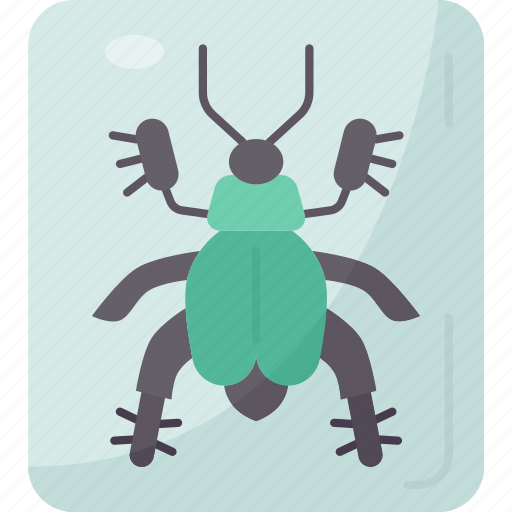 Beetle, insect, arthropod, specimen, collection icon - Download on Iconfinder