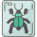 beetle, insect, arthropod, specimen, collection