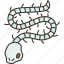 snake, bone, skeleton, taxidermy, display 