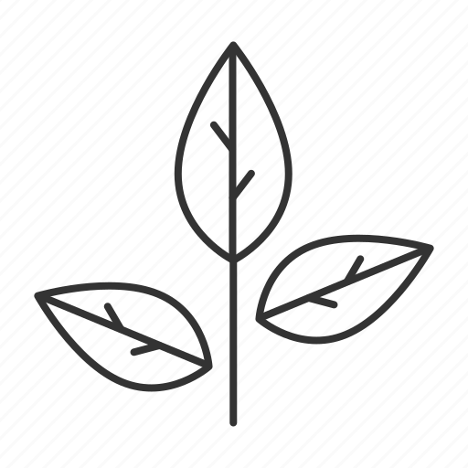 Tea, leaf, ecology, plant icon - Download on Iconfinder