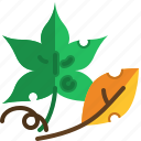 maple, leaf, botanical, autumn, season, nature