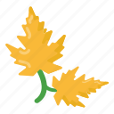 dry leaves, autumn leaves, maple leaves, leave, ecology