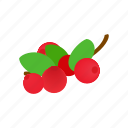 berry, cranberry, food, freshness, isometric, red, ripe