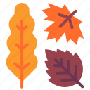 autumn, leaf, thanksgiving, maple, oak