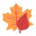 leaf, maple, thanksgiving, leaves, maple leaf, autumn, fall