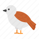 robin bird, thanksgiving, redbreast, bird, nature 