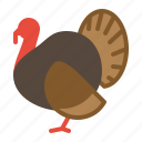 turkey, bird, chicken, animal