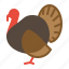 turkey, bird, chicken, animal 