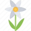 camomile, plant, flower, nature, green, floral 