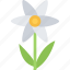 camomile, plant, flower, nature, green, floral 