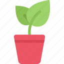 sprout, pot, plant, tree, garden 