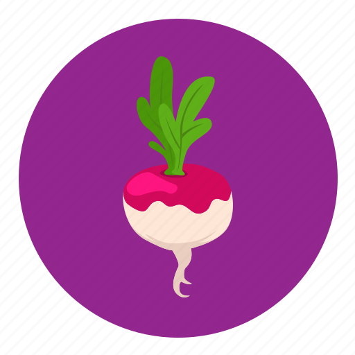 Food, fruit, turnip, vegetable icon - Download on Iconfinder