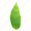 thistle, green, leaf 