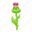 thistle, green, plant, flower 