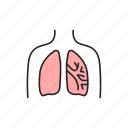 bronchiectasis, lungs