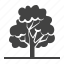 deciduous, forest, oak, plant, tree