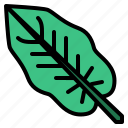 calathea, leaf, tropical, nature, plant