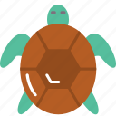 animal, tortoise, turtle, reptile