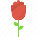 date, flower, gift, love, rose, thoughtful