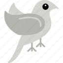 pigeon, peace, dove, bird