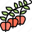 apple, berry, shrub, plant, forest 